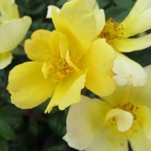 2G Rosa 'Sunny Knock Out' Sunny Knock Out® Rose: Patent PP18,562