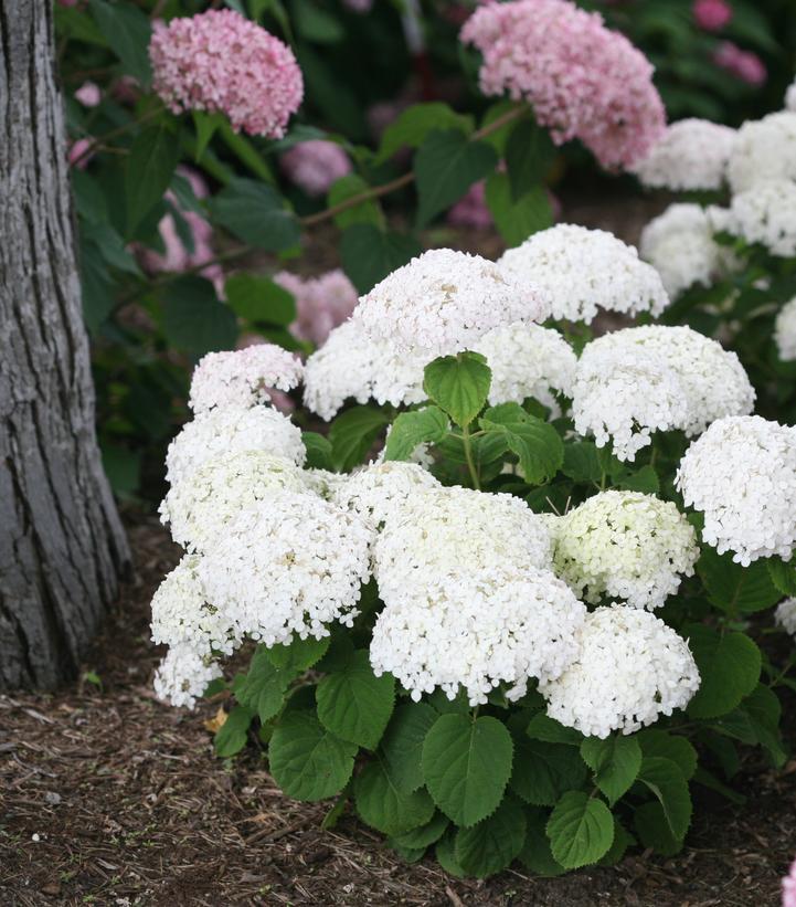 8" Hydrangea arborescens Invincibelle 'Wee White' ('NCHA5') Invincibelle Wee White® Smooth hydrangea: Patent PPAF 1010767