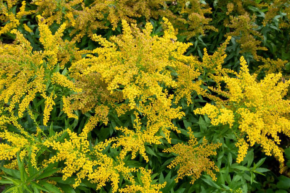 2G Solidago rugosa 'Fireworks' Fireworks Goldenrod 1003347