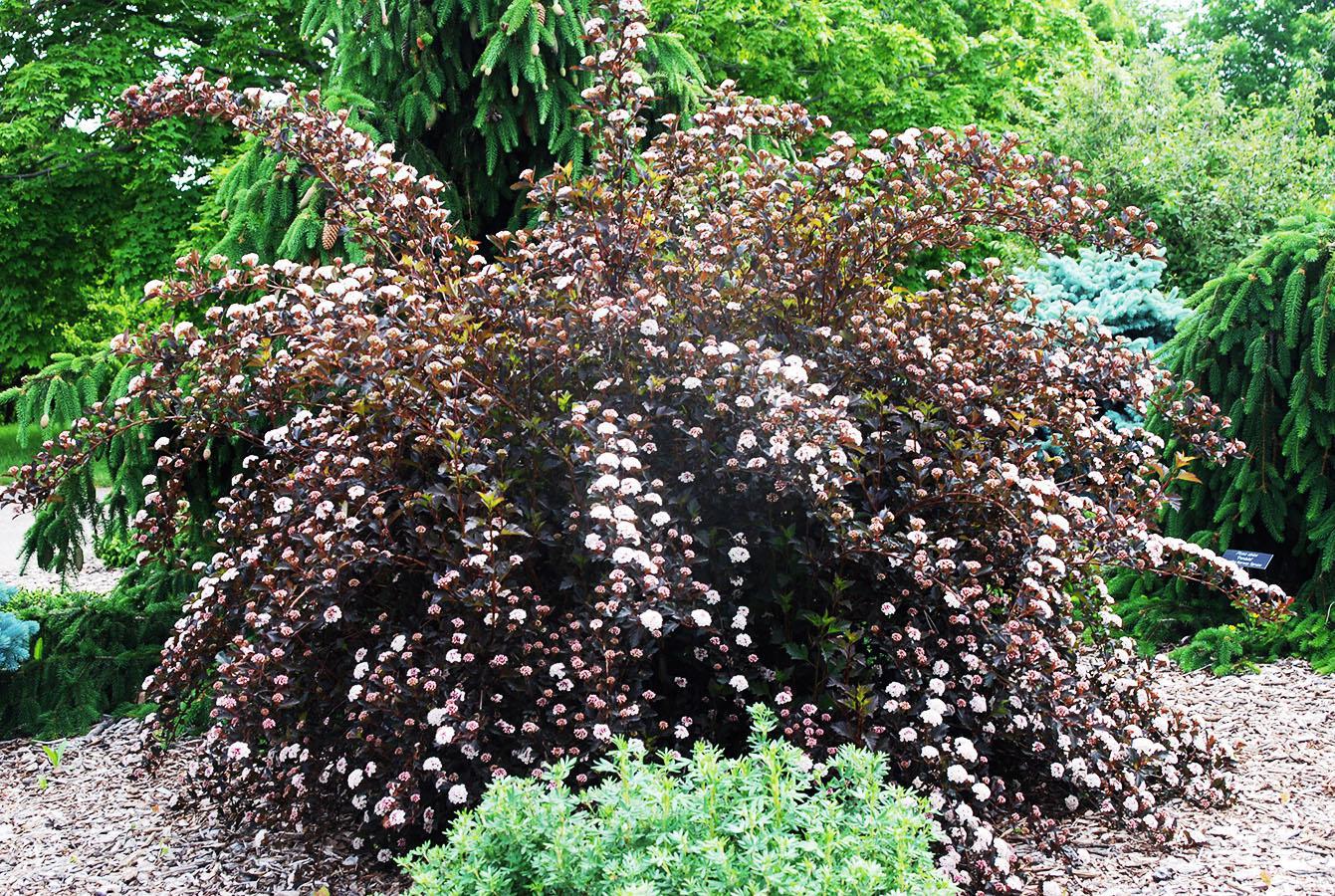 3G Physocarpus opulifolius 'Summer Wine' Summer Wine® Common Ninebark: Patent PP14,821 1003728