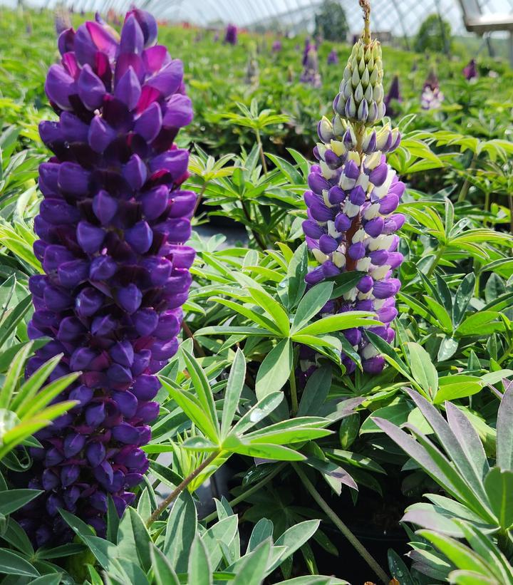 1G Lupinus p. lupini 'Blue Shades' Blue Shades Lupine 1012275