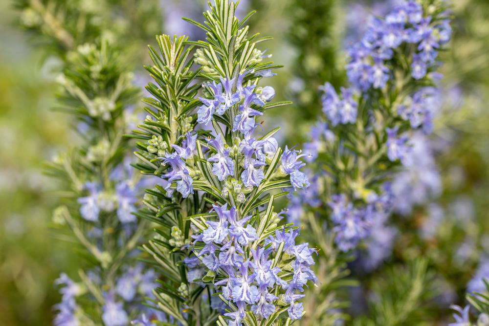 1G Rosmarinus 'Blue Spire' Blue Spires Rosemary 1004474