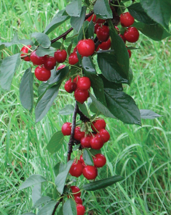7G Prunus 'Sweet Cherry Pie'  - Cherry Tree (Self pollinating) - 1012450