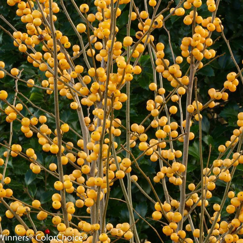 3G Ilex verticillata 'Berry Heavy Gold' Berry Heavy® Gold Winterberry: Patent PPAF 1009482 (female has berries Pollinator Mr. Poppins)