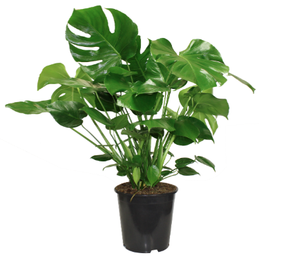 27cm Monstera Deliciosa Philodendron G2295