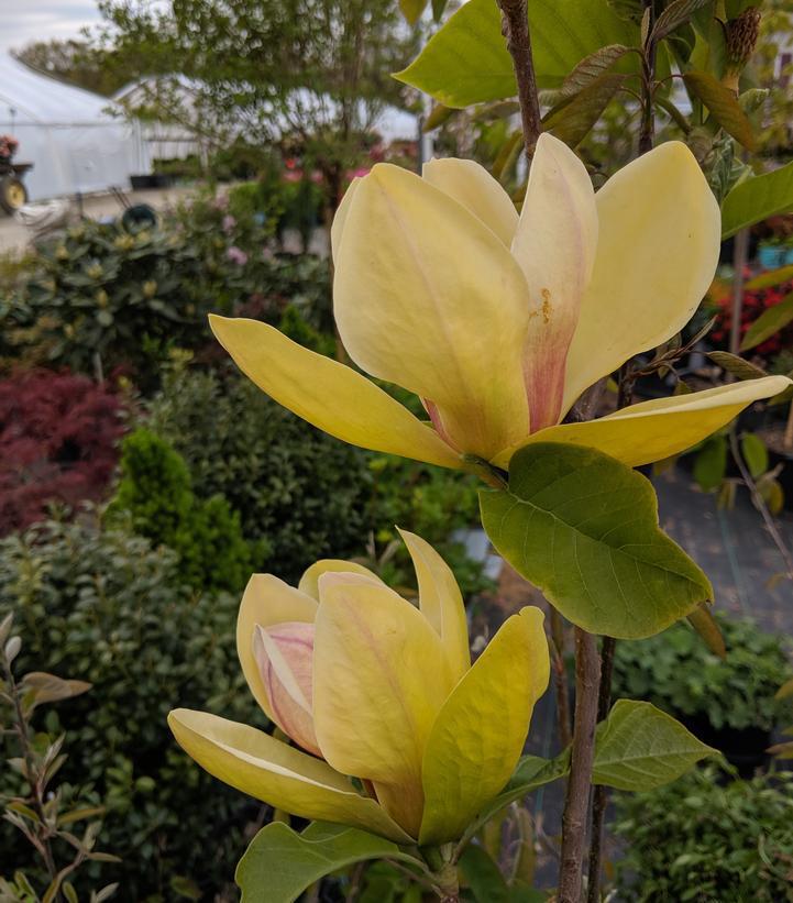 3G Magnolia Liliiflora X Sunsation Sunsation Magnolia 1004929