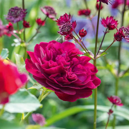 3G David Austin Rose Bush - 'Darcey Bussell'  Crimson Pink - 2030 - 1007533