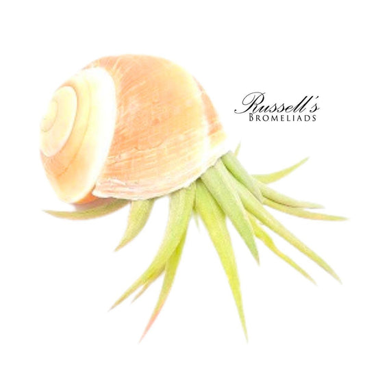 Nautilus Shell w/ Air Plant FP0013