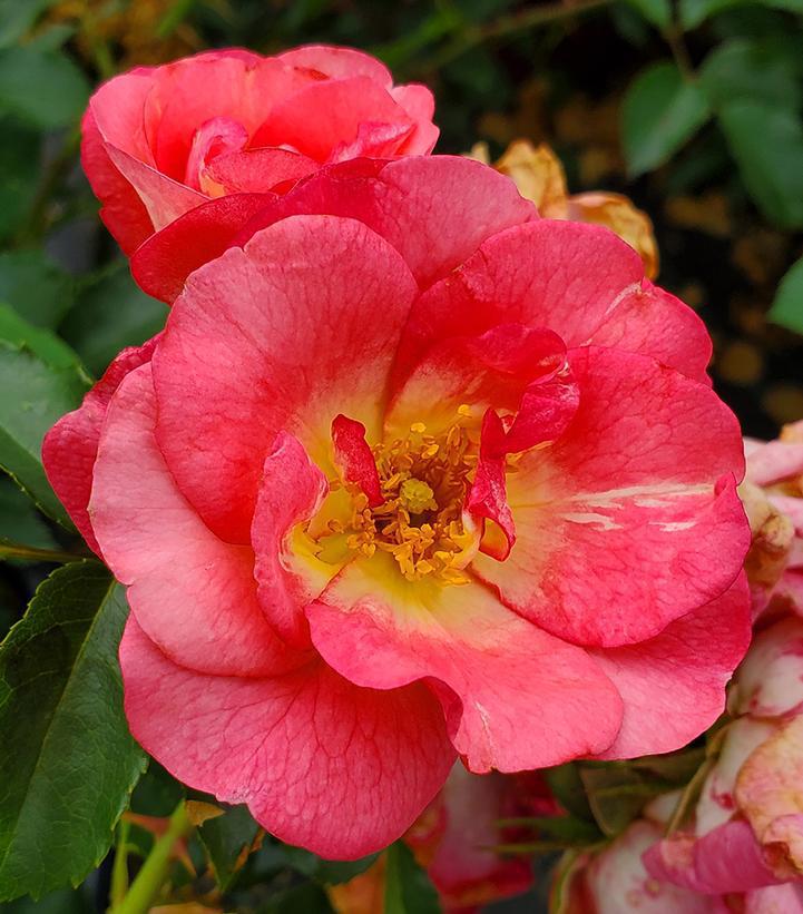 2G Rosa Easy Elegance® 'Sunrise Sunset' Sunrise Sunset Rose 1008252