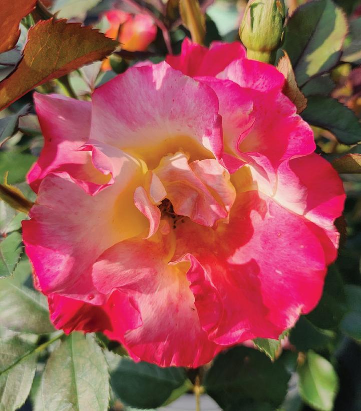 2G Rosa 'Sunset Horizon' Sunset Horizon Rose 1014570