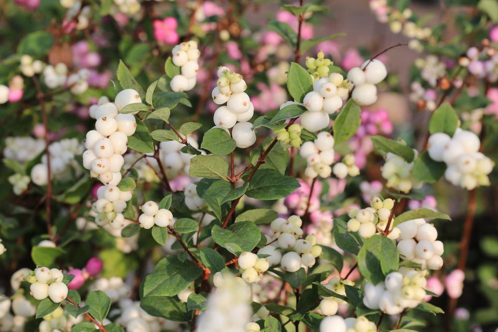 3G Symphoricarpos x doorenbosii 'Candy' ('Kolmcan') Candy™ Snowberry (Coralberry): Patent PP20,931 1006694