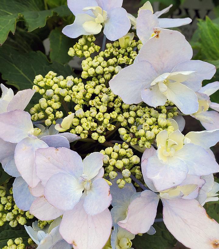 3G Hydrangea serrata 'Tuff Stuff Ah-Ha' ('SMNHSDD') Tuff Stuff Ah-Ha® Reblooming Mountain Hydrangea: Patent PPAF 1009995