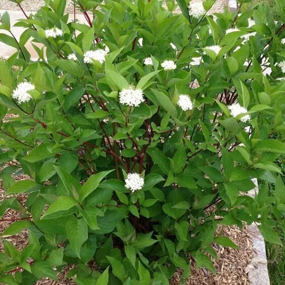 3G CORNUS SERICEA 'BAILEYI' Bailey's Red Twig Dogwood 1001043