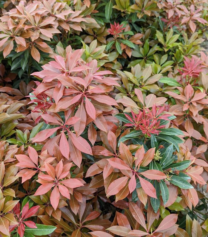 2G Pieris Japonica 'Mountain Fire' Mountain Fire Andromeda (Japanese Andromeda) 1001167