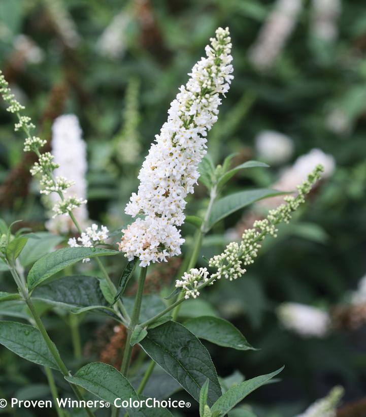 3G Buddleia x 'Miss Pearl' Miss Pearl Butterfly Bush: Patent PP28,553 1008258