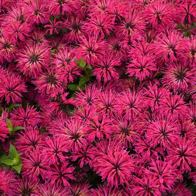 1G Monarda `Leading Lady Razzberry` ('CPBRAF') Bee Balm: Patent PPAF 1013927