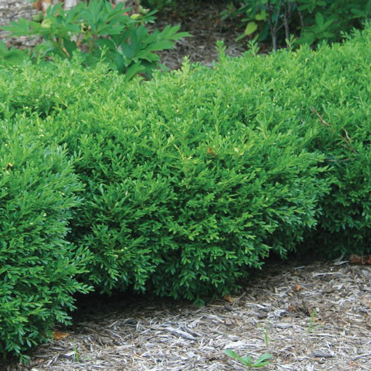 2G Buxus microphylla 'Franklins Gem' Franklins Gem Boxwood 1005458