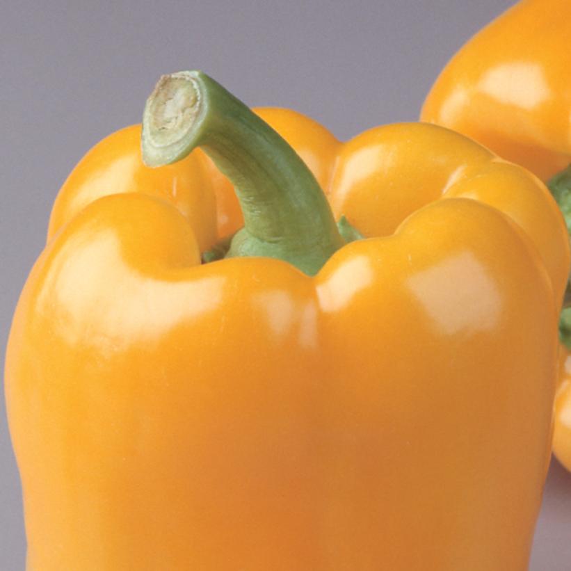 1G PEPPER `GOLDEN BELL` (SWEET) Golden Bell Sweet Pepper 1004976