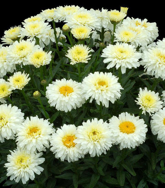 8" Leucanthemum 'Macaroon' Macaroon Dwarf Shasta Daisy: Patent PP26,905 1012644