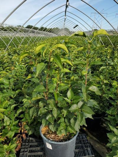 3G Syringa x hyacinthiflora 'Angel White' Angel White Lilac 1004930