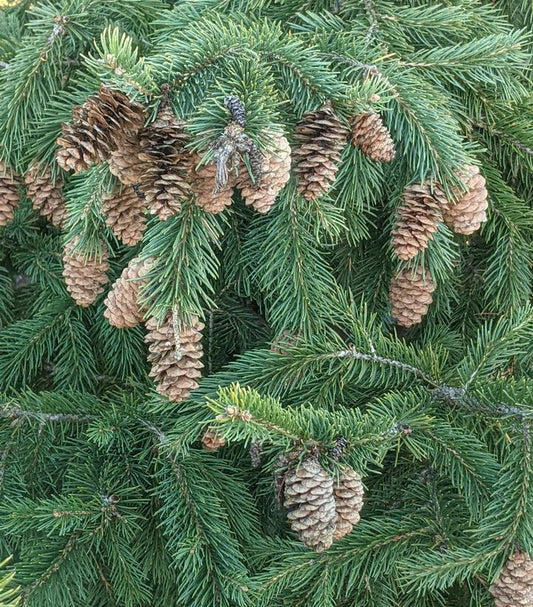 7G PICEA GLAUCA `DENSATA` (Black Hills White Spruce) Densata White Spruce 1010518