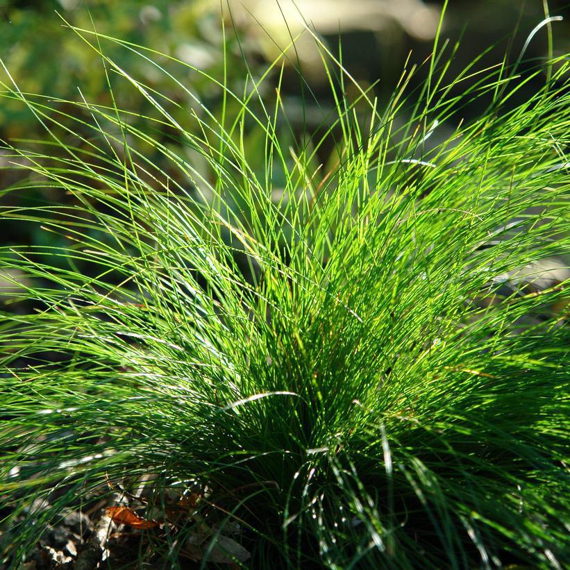 1G CAREX EBURNEA Bristleleaf Sedge 1013085