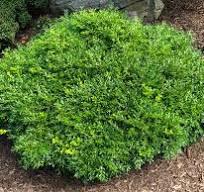 3G BUXUS microphylla `FRANKLINS GEM` Franklins Gem Boxwood 1005178