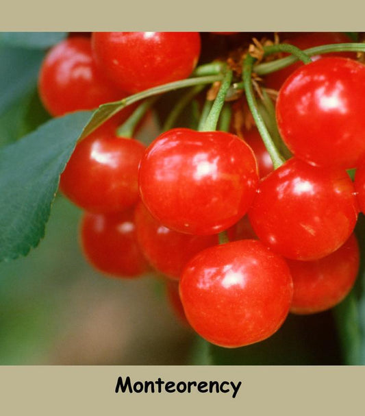 7G Prunus X 'Montmorency' Montmorency Cherry 1002479