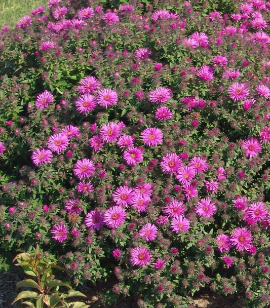 2G Aster novae-angliae 'Vibrant Dome' Vibrant Dome New England Aster: Patent PP19,538 1007265