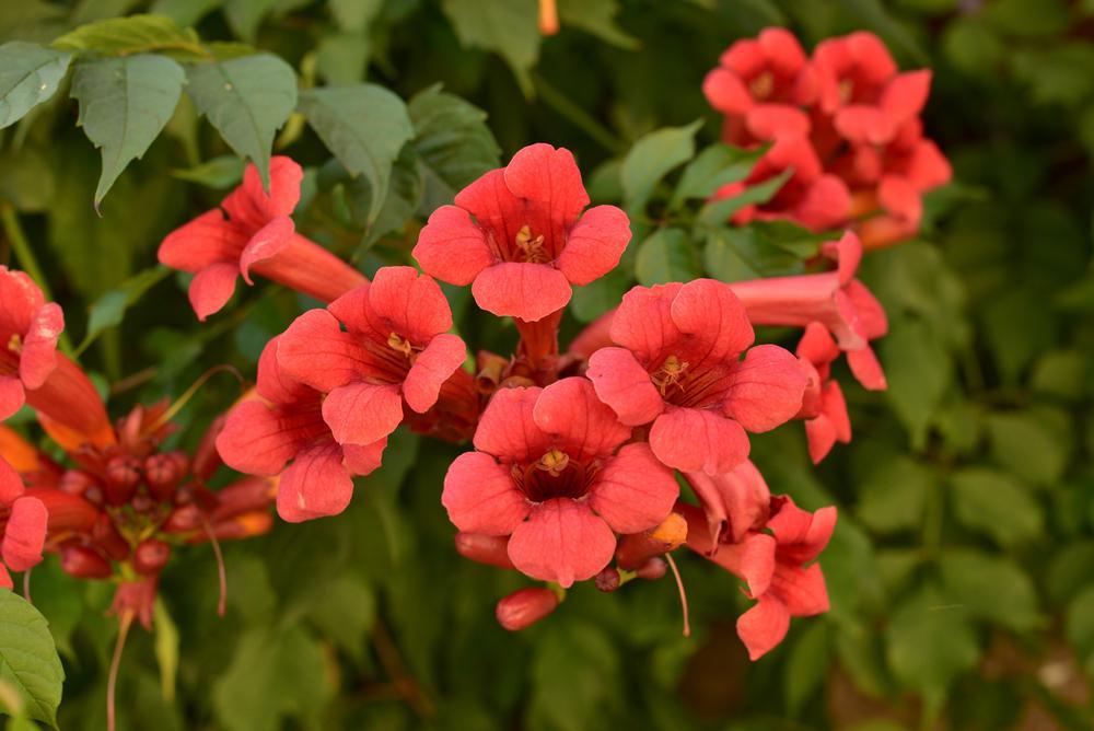 2G Campsis radicans 'Flamenco' Flamenco Trumpet Vine 1003676