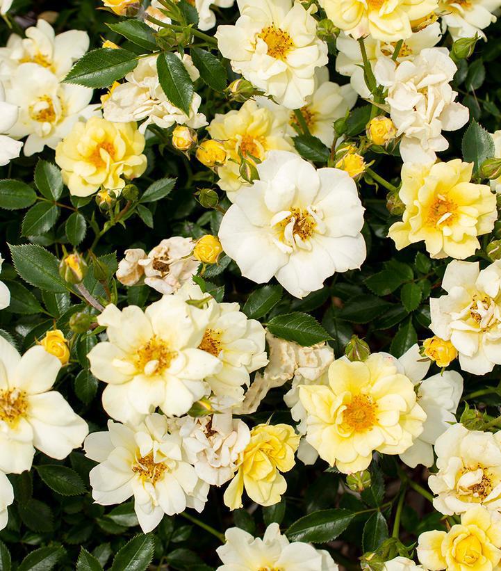 2G Rosa 'Lemon Drift' ('Meisentmil') Lemon Drift® rose: Patent PP20,635 1010821