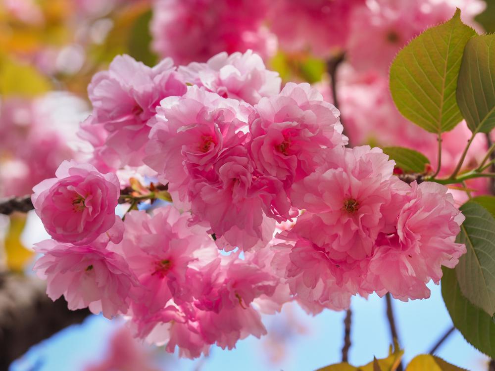 7G Prunus serrulata 'Kwanzan' Kwanzan Flowering Cherry 1001266