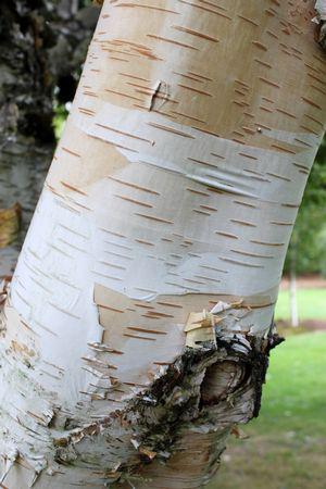 7G Betula jacquemontii White-Barked Himalayan Birch 1000573