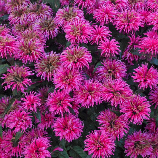 2G Monarda Sugar Buzz™ 'Bubblegum Blast' Bubblegum Blast Bee Balm: Patent PP27,497 1007344