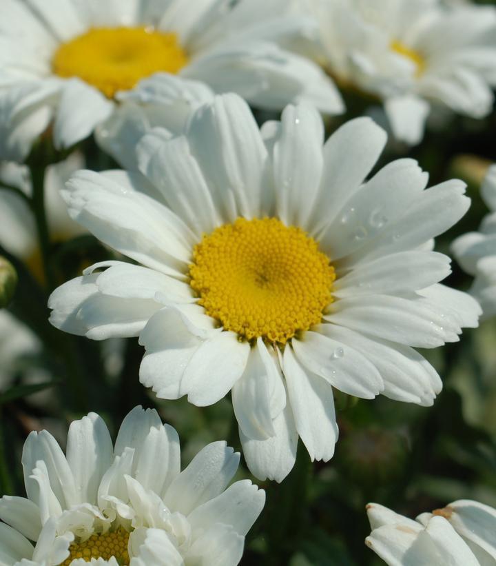 1G Leucanthemum Amazing Daisies 'Daisy May' 'Daisy Duke ' Shasta Daisy 1005072