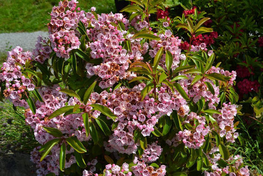 2G Kalmia lat. Keepsake Keepsake Mountain Laurel 1006466