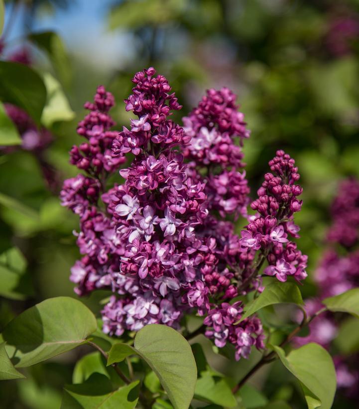 3G Syringa 'Virtual Violet' ('Bailbridget') Virtual Violet® Lilac: Patent PP30286 1009484