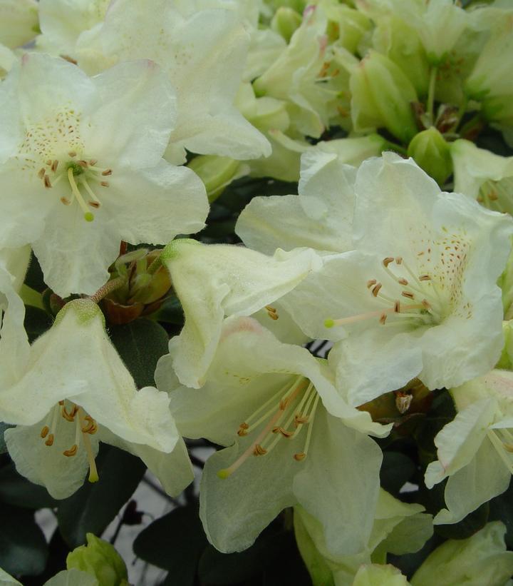 3G Rhododendron 'Towhead' Towhead Rhododendron