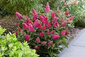 2G BUDDLEIA DAVIDII BUTTERFLY CANDY `LIL RASPBERRY` 1020786