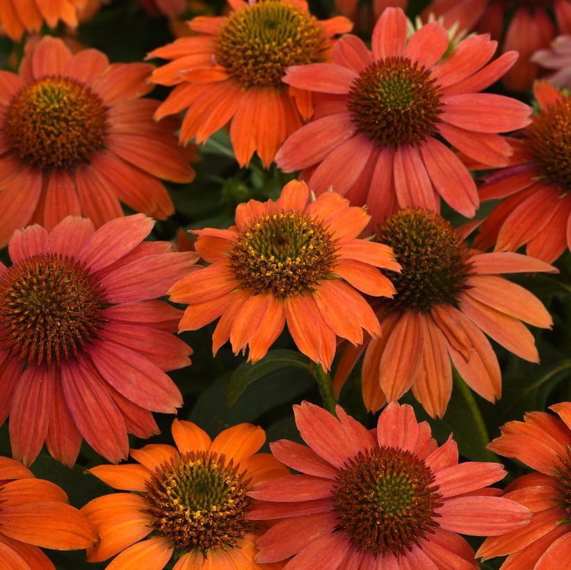 1G Echinacea 'Artisan Red Ombre' Artisan™ Red Ombre Coneflower: Patent PP32,735 1013192