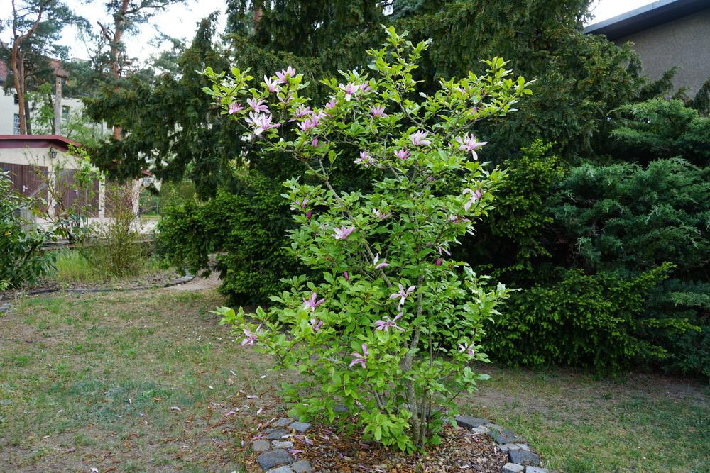 5G MAGNOLIA LILIIFLORA JANE Jane Magnolia 1003005