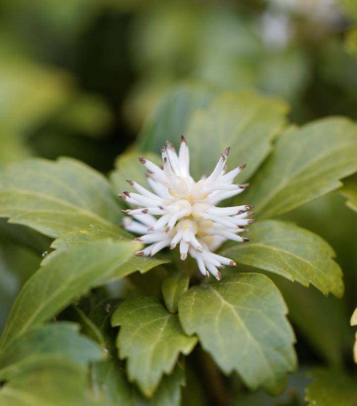 1G Pachysandra Terminalis Japanese Spurge