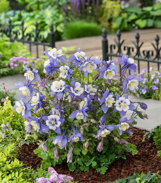 1G Aquilegia x Earlybird™ Blue White ('PAS1258485') Earlybird™ Blue White Columbine 1006034