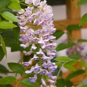 2G Wisteria macro. 'Summer Cascade' Summer Cascade™ Wisteria 1006485