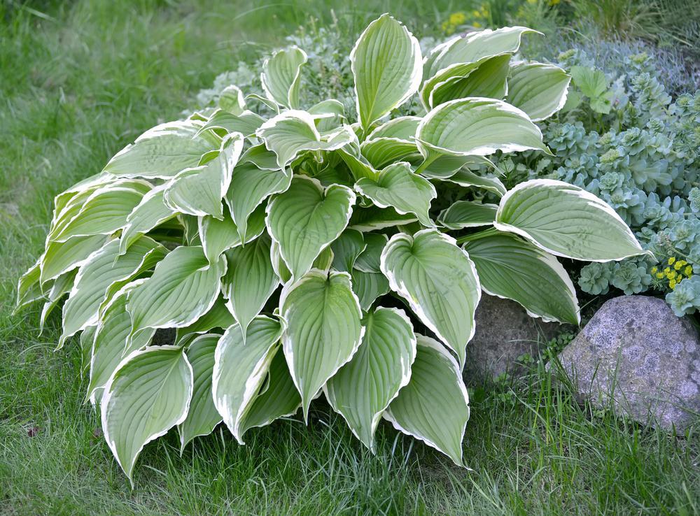 2G Hosta 'Francee' Francee Hosta 1001346