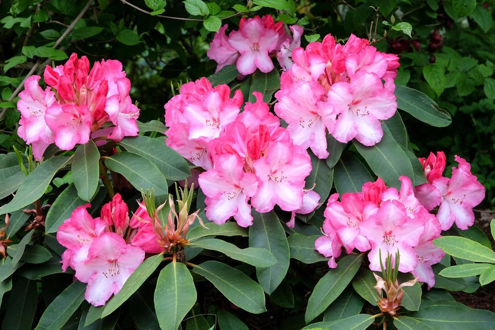 2G RHODODENDRON YAK. Prince Yaku Prince Rhododendron 1000251