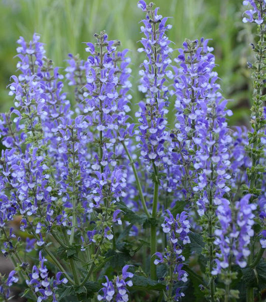 1G Salvia Color Spires® Azure Snow Color Spires® Azure Snow Perennial Salvia: Patent PPAF 1009800