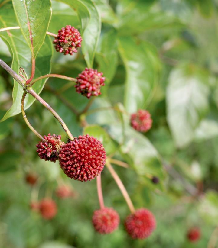 Cephalanthus occidentalis 'Sugar Shack' Sugar Shack® Buttonbush: Patent PPAF#3 Buttonbush