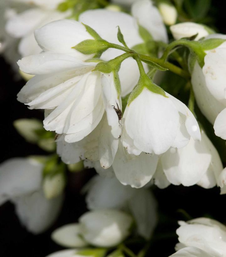 3G Philadelphus 'Snowbelle' Snowbelle Mockorange 1005739