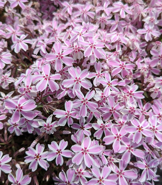 1G Phlox subulata 'Candy Stripe' Candy Stripe Moss Phlox 1000644